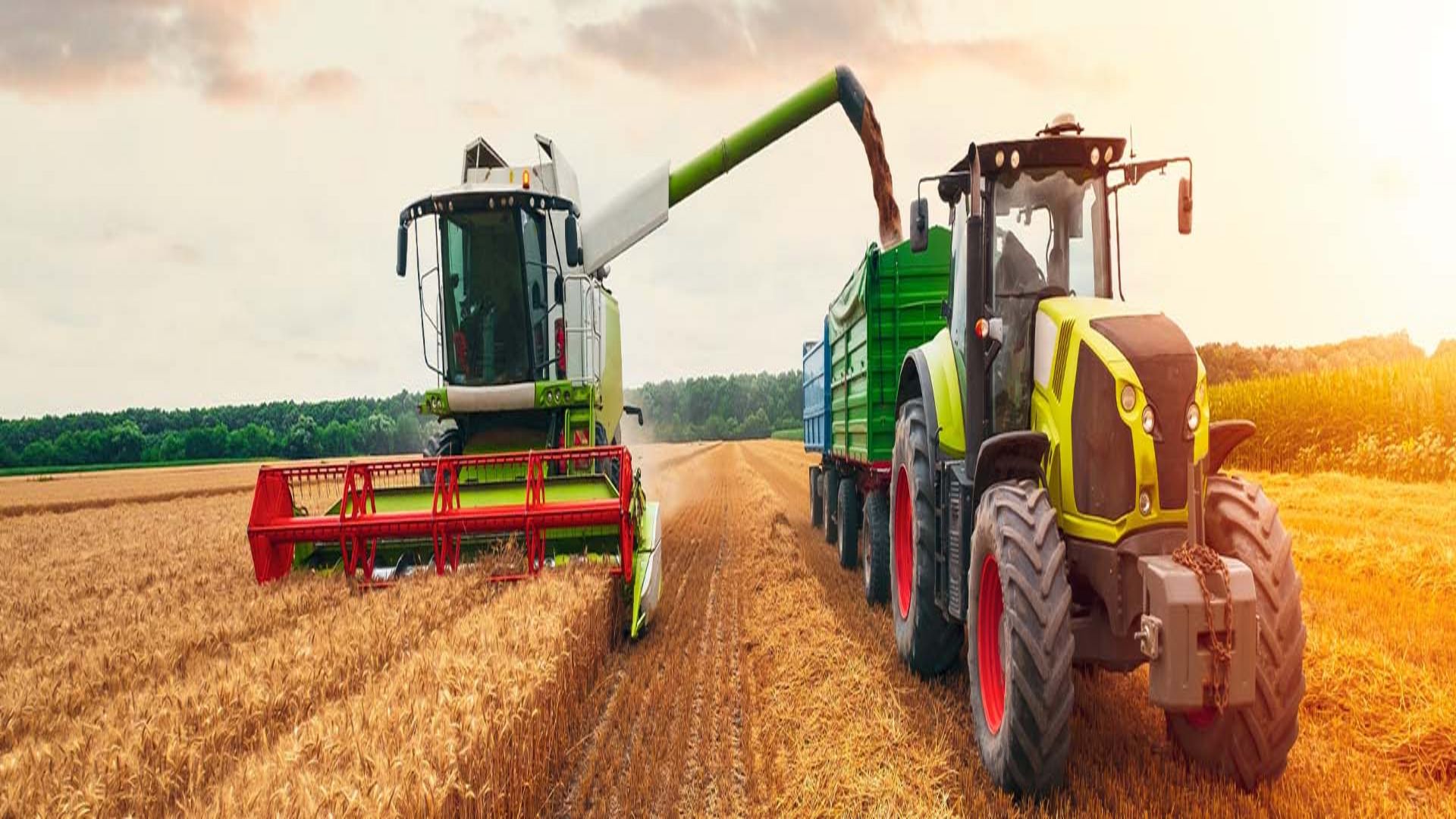 Ein M&auml;hdrescher erntet ein Feld und leert das Getreide in einen Anh&auml;nger eines Traktors